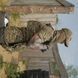 Плитоноска Militex Pro Series Multicam original USA - нового поколения S/M 11293 фото 9
